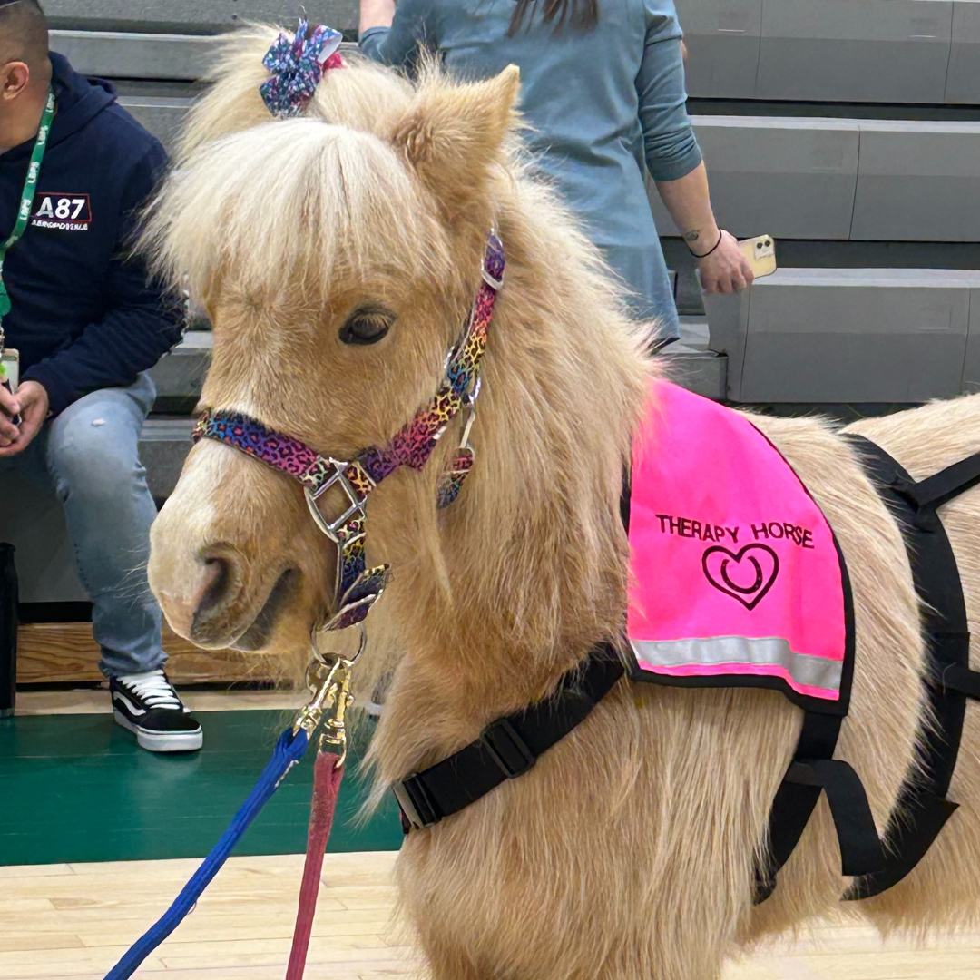 rangle the harris' hawk in flight