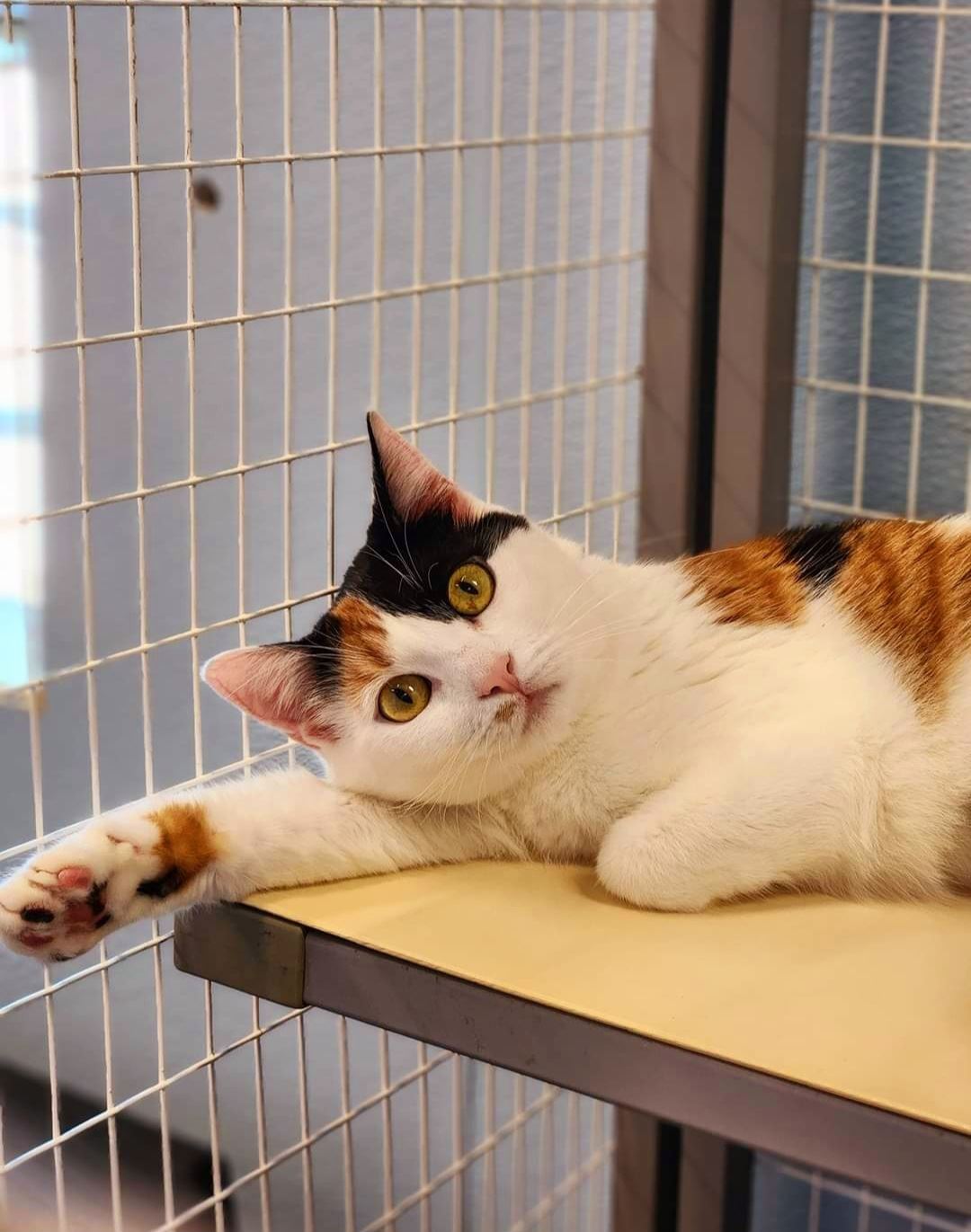 Photo of a calico cat up for adoption