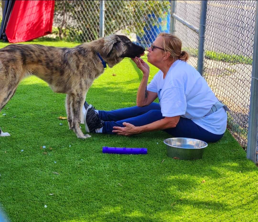 Photograph of a volunteer with an adoptable dog